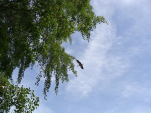 DSC03556