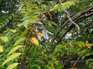 DSC03137